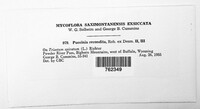 Puccinia recondita image